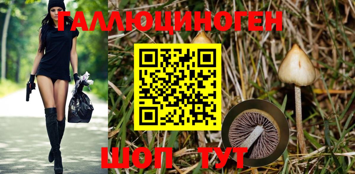 Полысаево  Галлюциногенные грибы Cubensis  Галлюциногенные грибы Psilocybe  Вход с VPN 